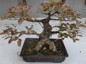 歯いさい!BLOG:アコウ（植物）新芽の様子