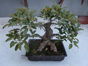 歯いさい!BLOG:アコウ（植物）新芽の様子