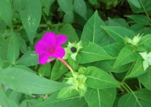 経塚 石嶺の雑草の花たち 歯いさい Blog