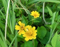 前田第二調整池周辺の花たち・その２