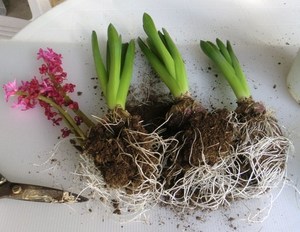 カインズで買ったヒヤシンス 歯いさい Blog
