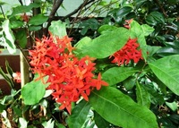 沖縄夏の花・サンダンカ