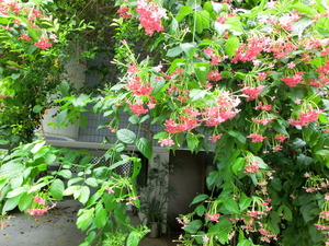 シクンシ（使君子）