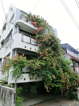 シクンシ（使君子）
