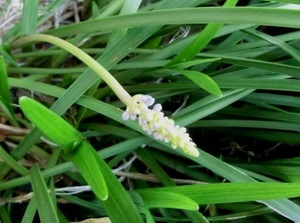 ヤブラン 歯いさい Blog