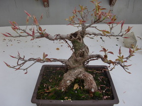 歯いさい!BLOG:アコウ（植物）新芽の様子