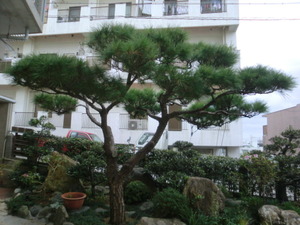 歯いさい!BLOG:琉球松の剪定（2011の冬～）