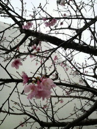 ♪桜～♪サクラ～！！ 2010/01/25 01:58:08