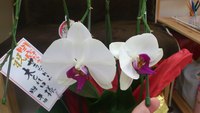 お花咲きました！ 2012/04/02 11:30:56