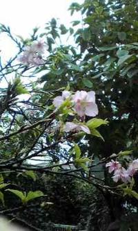 桜♪ 2012/02/06 12:04:21