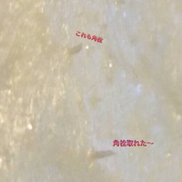 角栓取れた〜 2017/11/09 14:04:30