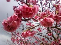 寒緋桜（カンヒザクラ） 2011/02/04 13:20:00