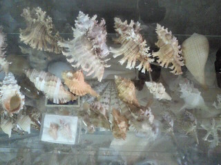 貝殻コレクション