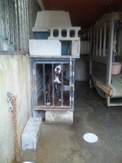 実家の闘犬 (怖)