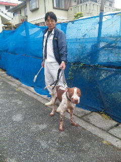 実家の闘犬 (怖)