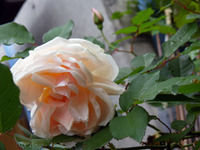 いい天気(^_-)-☆ 2012/04/17 10:33:48