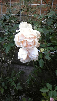 台風(@_@) 2011/05/30 17:26:57