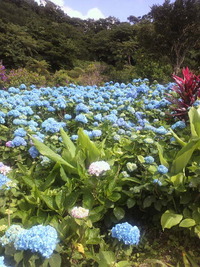 旧盆はお休みです。 2011/08/10 22:51:18