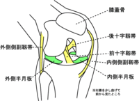 膝痛（前、後十字靭帯、内、外半月板）