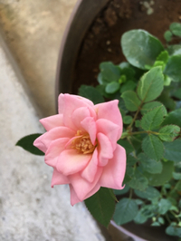 薔薇