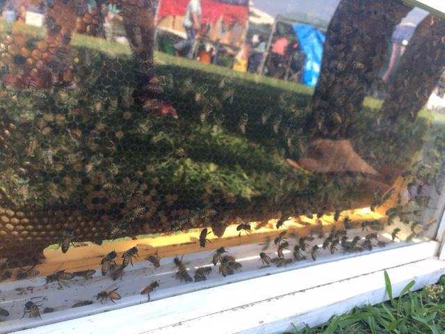 まんまる市ありがとうございました。