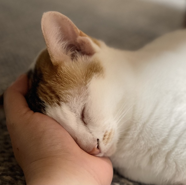 今夜のオヤスミソングは・・・