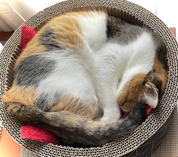 本日（6/13）木曜日は12時から16時までの営業に変更になりました。