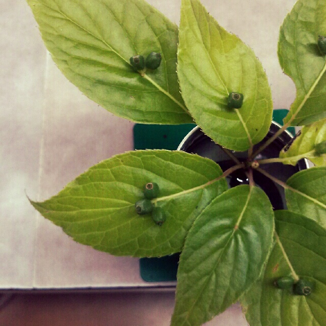 *.不思議な植物*.゜
