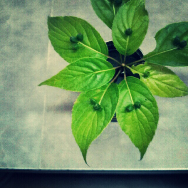 *.不思議な植物*.゜