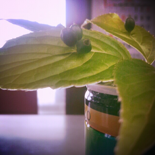 *.不思議な植物*.゜