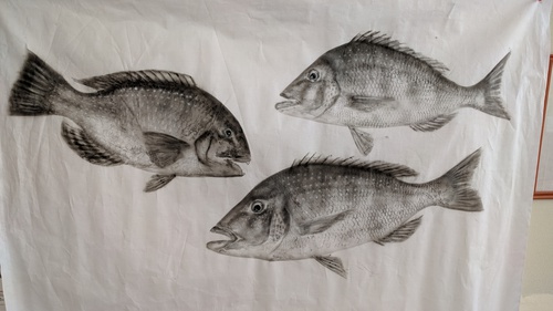 今年も魚拓三昧で～す