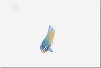 4/28　幼魚の季節 2014/04/28 18:21:19