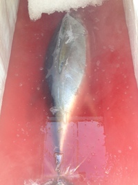 初釣果 2014/06/28 15:34:29