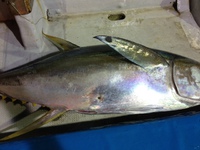 珍魚 2013/08/12 16:11:25