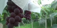 9月10月のお休みご案内　～秋もフェアが目白押し♪～ 2014/08/21 18:54:12