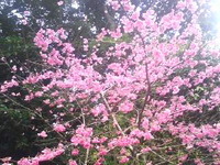 散歩