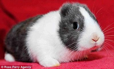 イギリスの小さいウサギは耳がなくて 名前は ゴッホ 劉佳の小さい天地