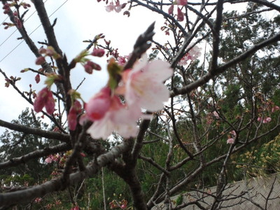 桜咲いた！
