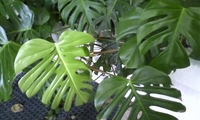 明日は読谷村「宝市」♪～(´ε｀　) 2011/07/15 15:28:58