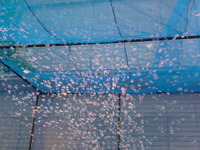 オープンパーティー＆セレモニー♪ 2010/05/31 02:07:23
