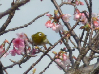 やっぱメジロだし