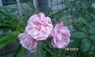 携帯でお花♪