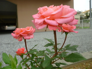 おはようございます。mana*です