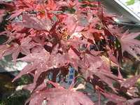 ミラクル 2009/10/27 13:54:38