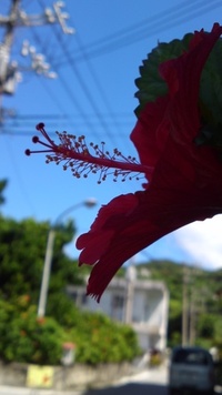 渡嘉敷 2010/09/03 10:42:44