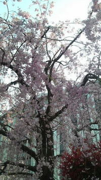 SAKURA 2009/04/24 17:09:29