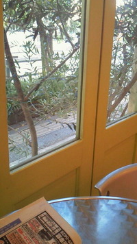 セミ元気 2009/07/15 07:43:47