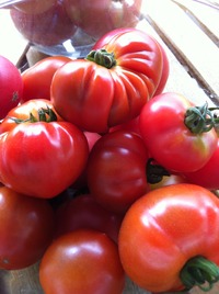 Menu de　Tomate　　～ ムニュ・ド・トマト ～