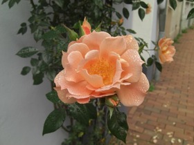 ドイツ紀行　その２