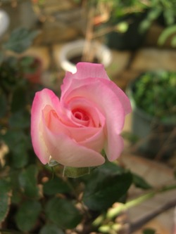 1月17日